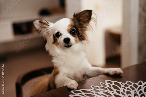 chihuahua dog sits at a table and asks for food, beggar animal. selective focus, film and grain photo