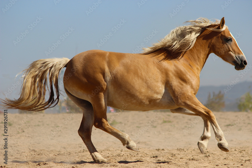 Fototapeta premium a beautiful hafling with a white mane and tail gallops at full speed, horse of the austrian breed haflinger,