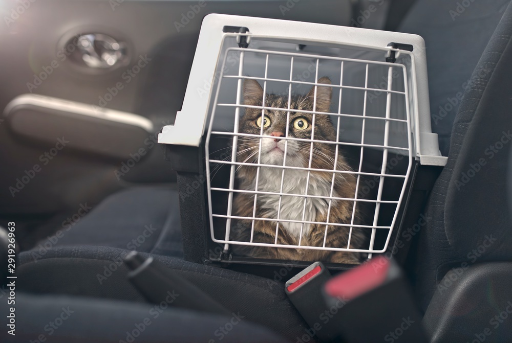 Cute Maine coon cat in a pet carrier stands on the passenger seat in a
