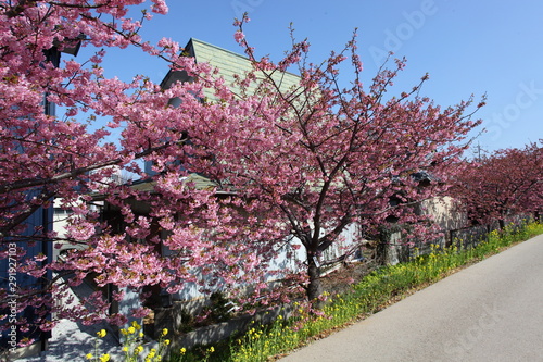 道端の河津桜