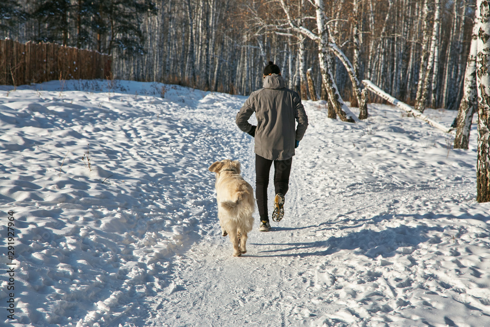 Labrador retriever dog for a walk with its owner man in the winter outdoors