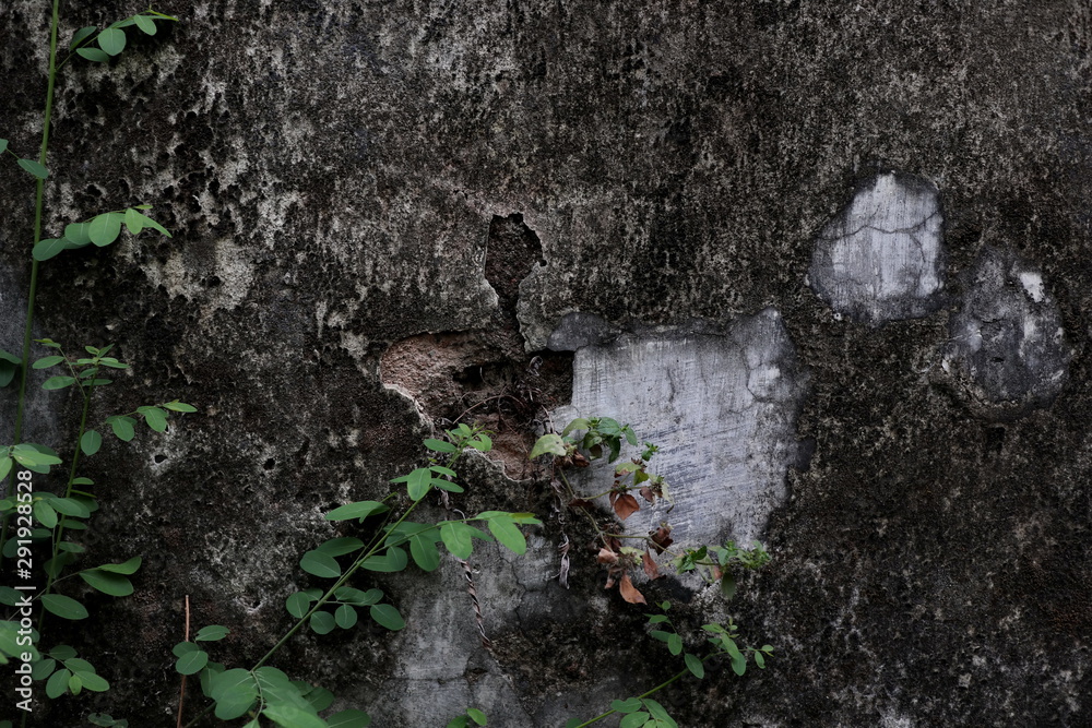 Close-up of plant growth on cracked and mossy old cement walls. Incredible background with open space for text or as a vintage, urban or grunge background. Close-up of plant growth on cracked and mossy old cement walls. Incredible background with open space for text or as a vintage, urban or grunge background.