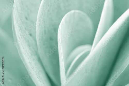 Succulent soft focus macro image. Light green plant background.