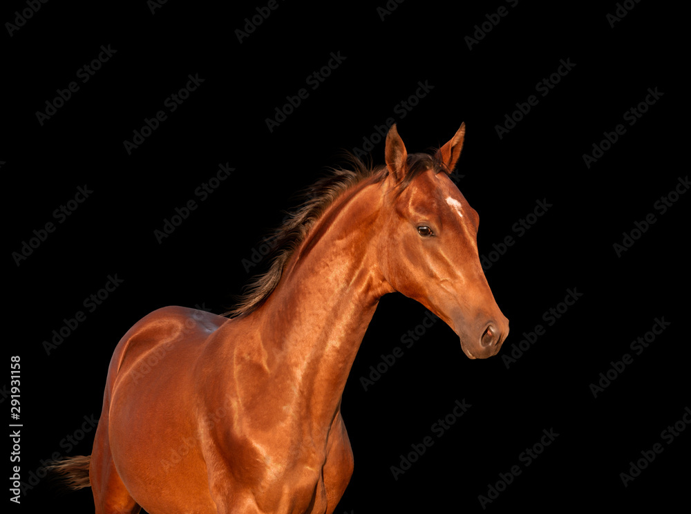 Fototapeta premium Bay horse isolated on black background