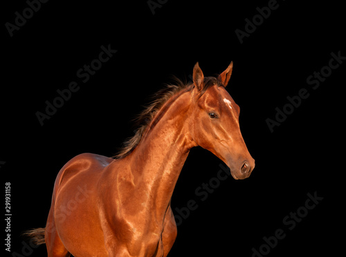 Bay horse isolated on black background
