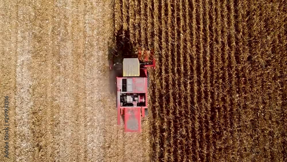 Harvesting corn in autumn Aerial top view. 