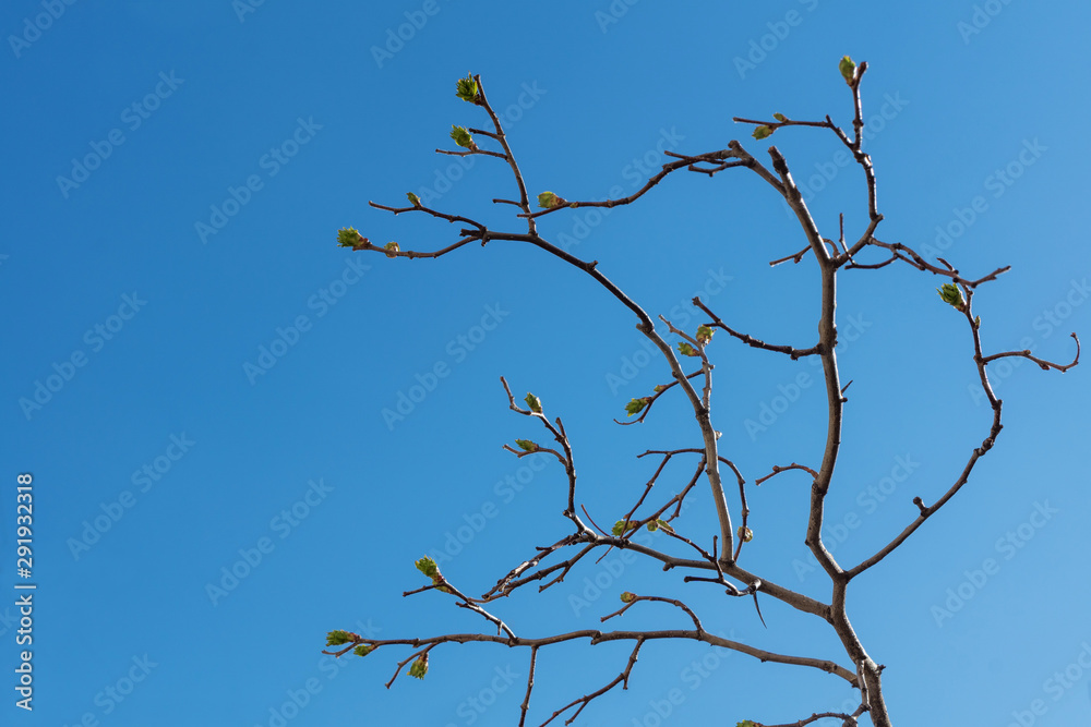 a branch with budding buds against the blue sky in spring a branch with budding buds against the blue sky in spring