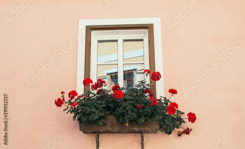Beautiful window with flower box and shutters. Pink wall with red flowers © YarikL