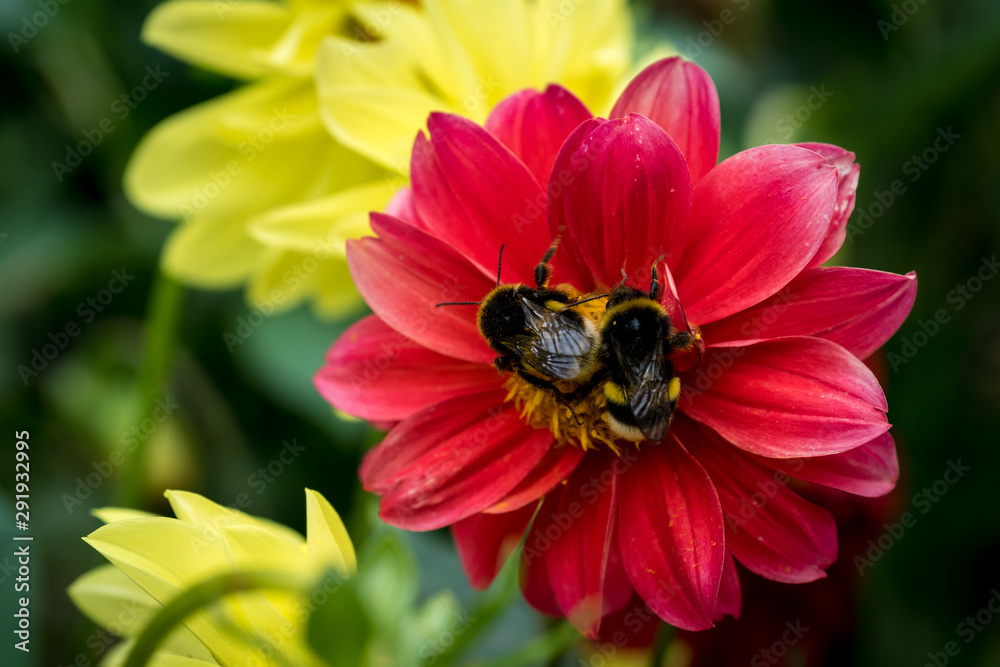 bumblebee on the flower collects pollen in summer bumblebee on the flower collects pollen in summer