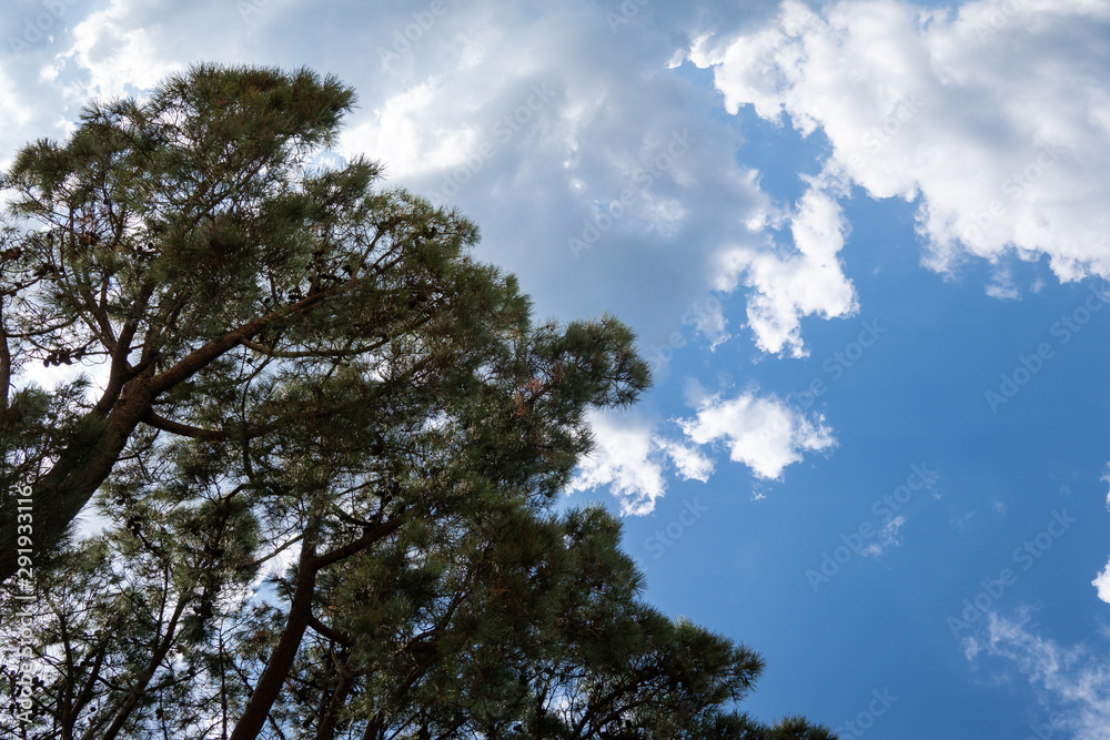 Pine tree background. Pinus echinata Pine tree background. Pinus echinata