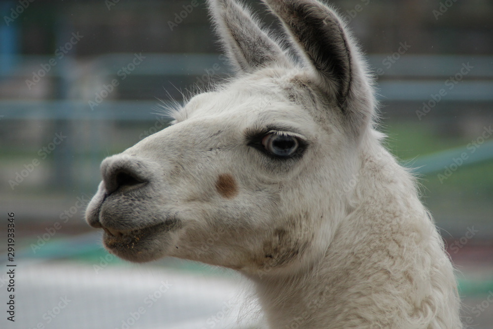 Naklejka premium Portrait of a llama