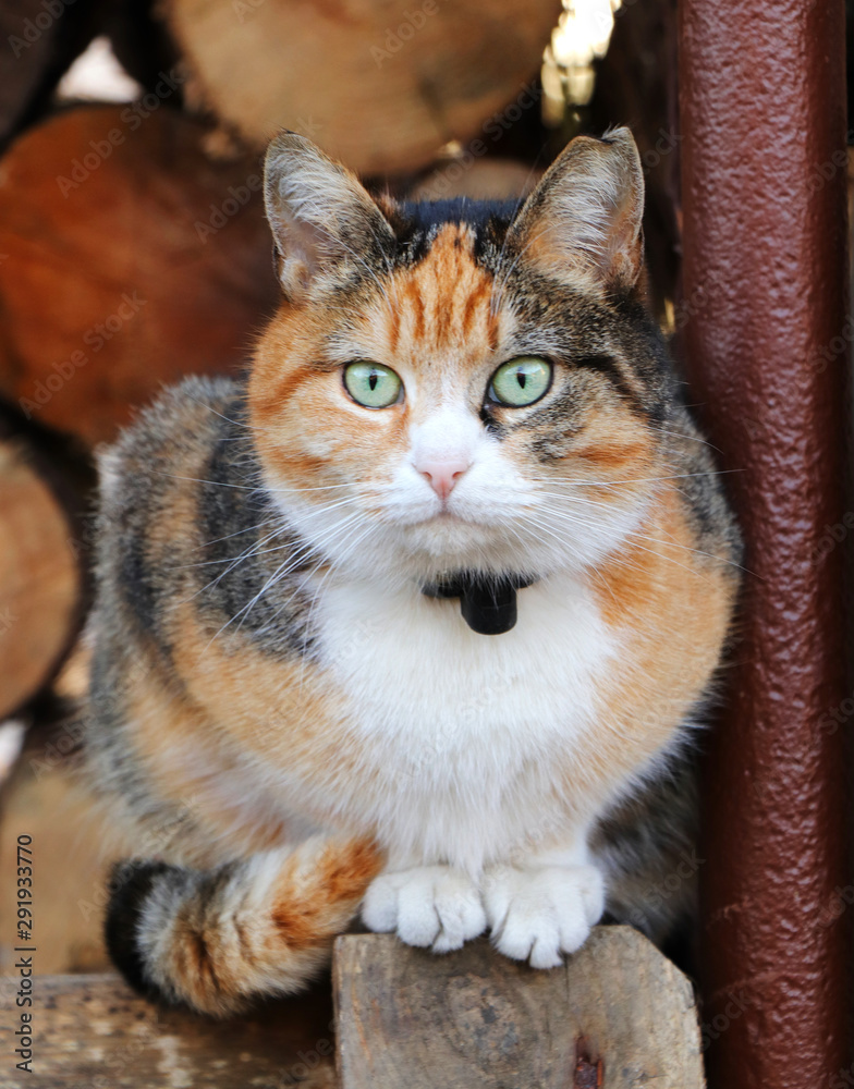 Suprised expression od colored cat. How you found me here? Queen of cats in our street. She is boss of this cat company. This is Mrs Micka. Brightly and magic green eyes Suprised expression od colored cat. How you found me here? Queen of cats in our street. She is boss of this cat company. This is Mrs Micka. Brightly and magic green eyes