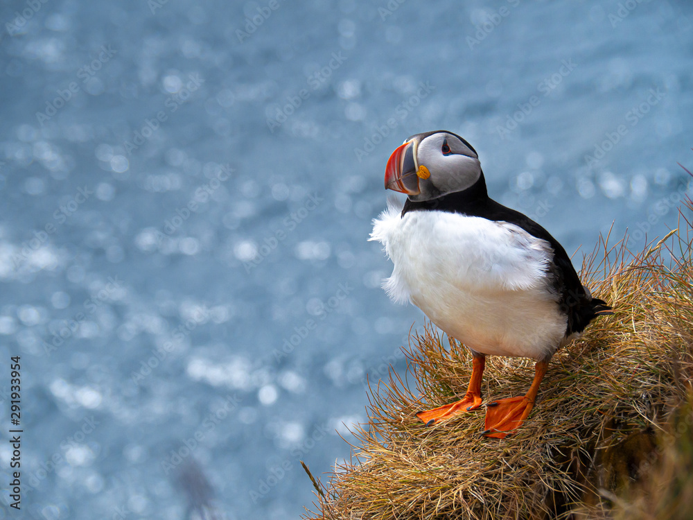 Atlantic puffin on the cliff