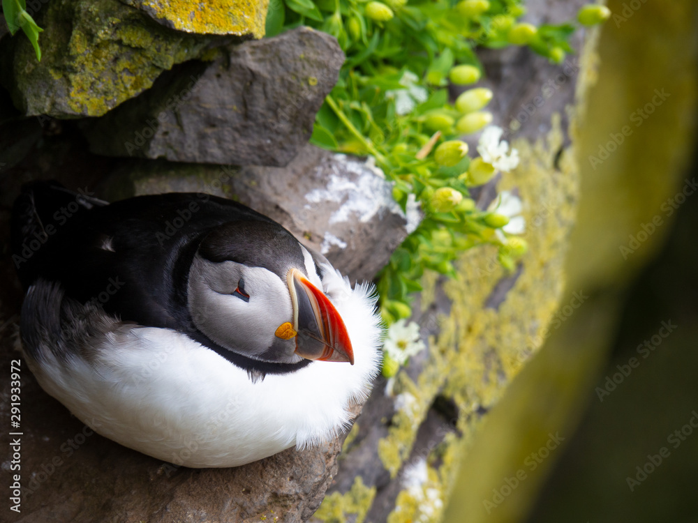 Atlantic puffin on the rock.