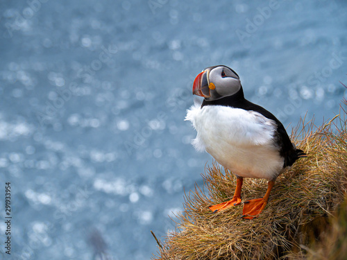 Obraz na płótnie Atlantic puffin on the cliff w salonie