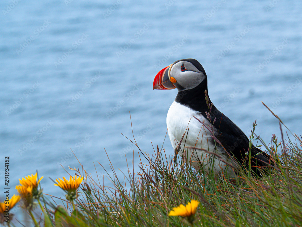 Puffin standing outdoors