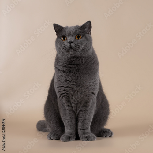 British cat on the studio background 