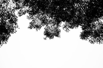 Black leaf and branches on white background