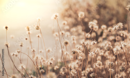 grass flowers in the field © tendo23