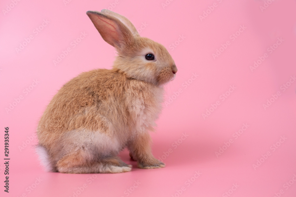 rabbit on pink background
