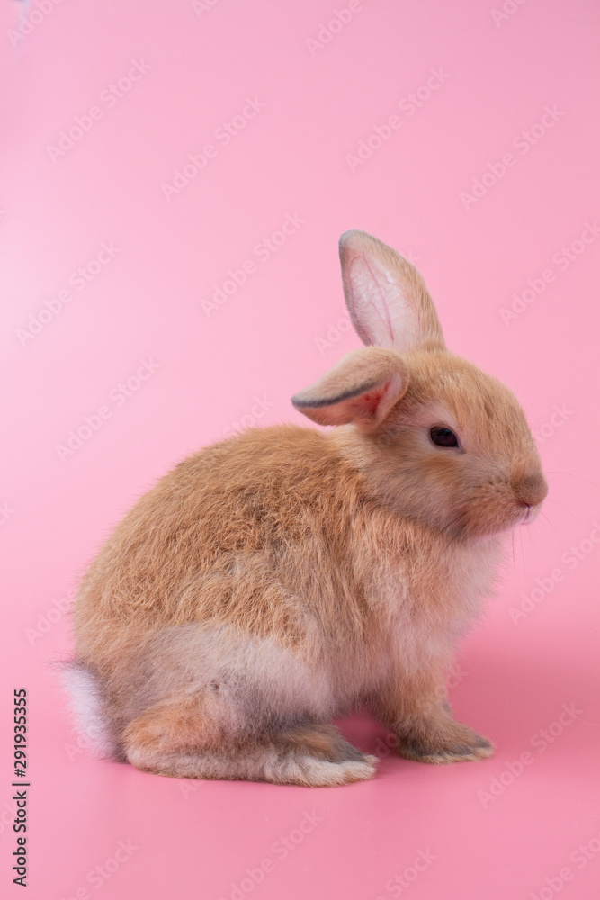 rabbit rabbit
