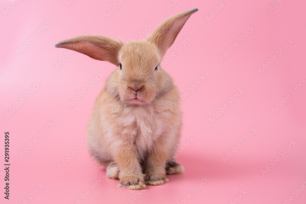Obraz premium rabbit on pink background
