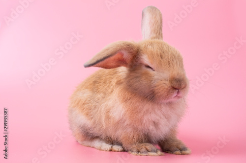 rabbit on pink background © piya