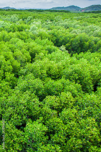 Aerial view of mangrove forest.