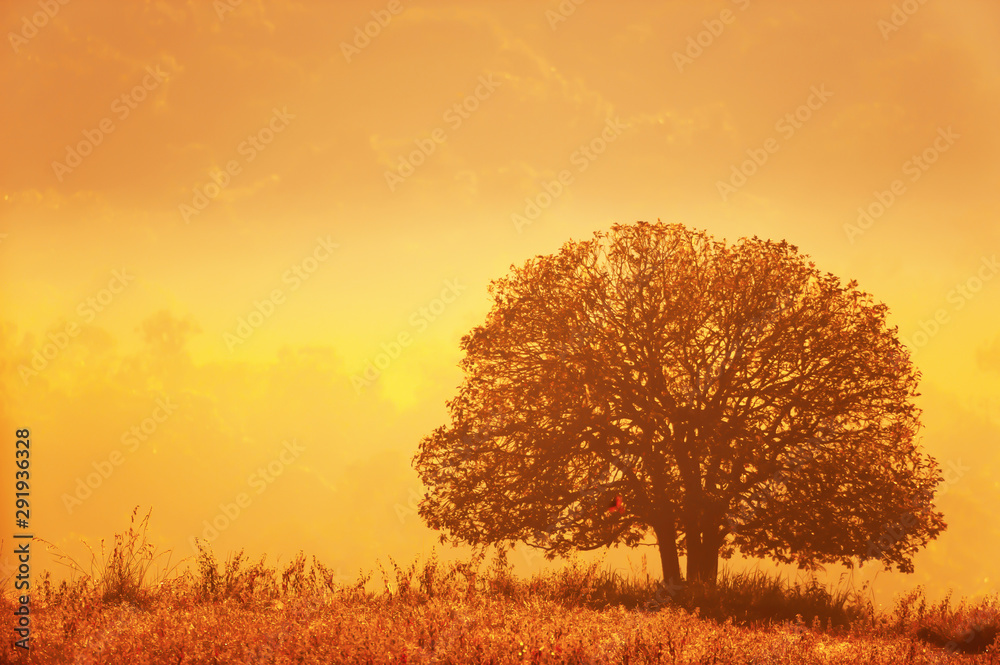 Fototapeta premium Lonely tree stands in a grassland in the morning mist.