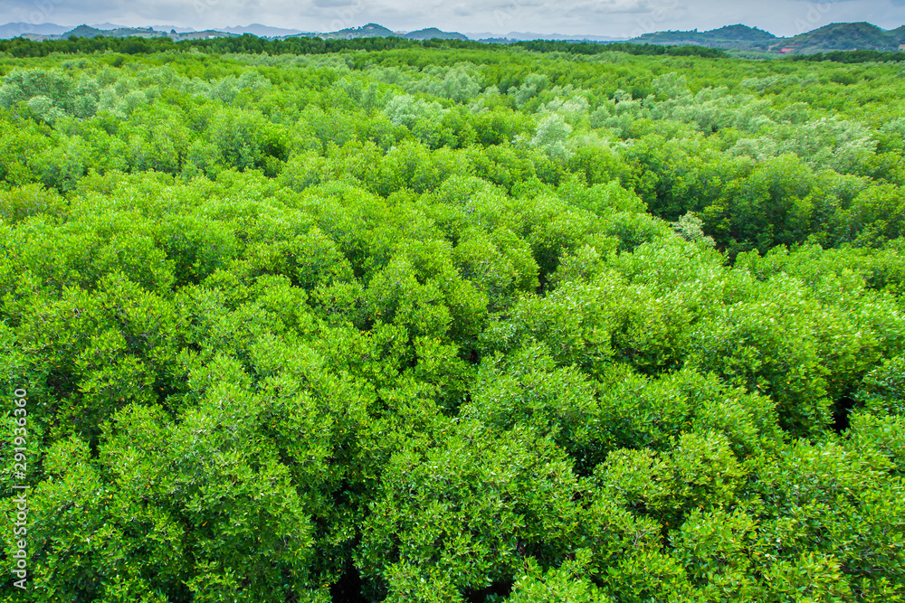 Aerial view of mangrove forest. Aerial view of mangrove forest.