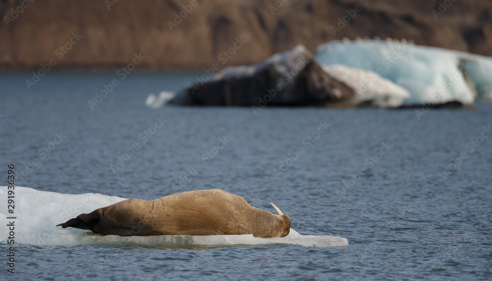 Fototapeta premium Walrus or Walruses on ice or on land at Spitsbergen