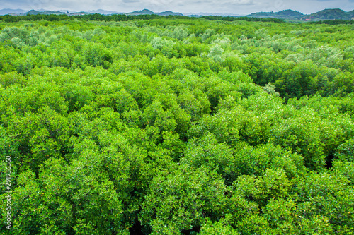 Aerial view of mangrove forest.