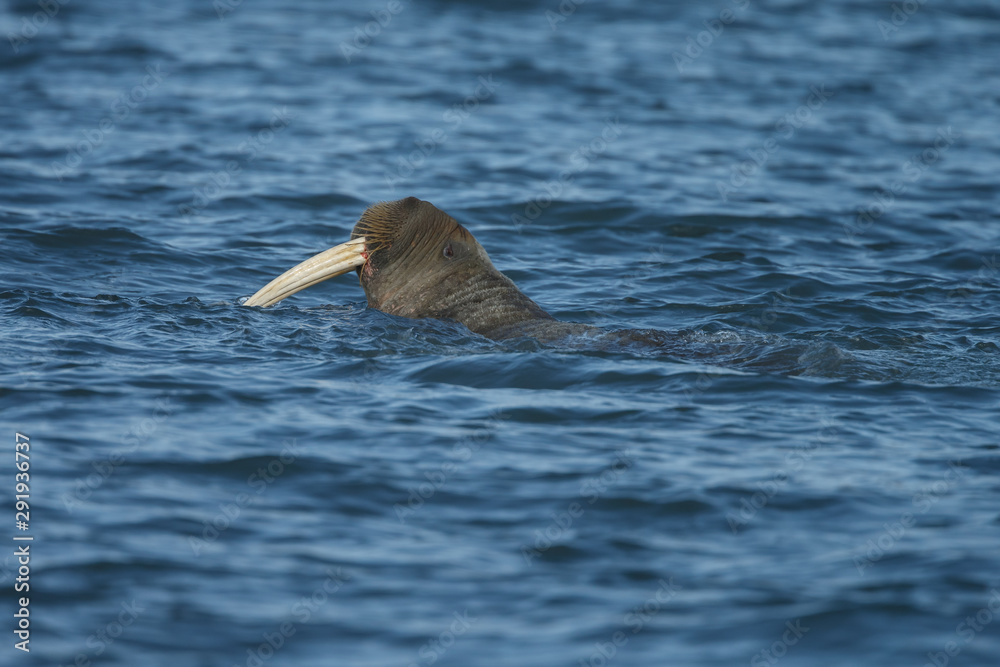Fototapeta premium Walrus or Walruses on ice or on land at Spitsbergen