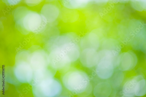 green nature blur bokeh background