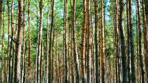Green pine forest with tree silhouettes. Panoramic shot