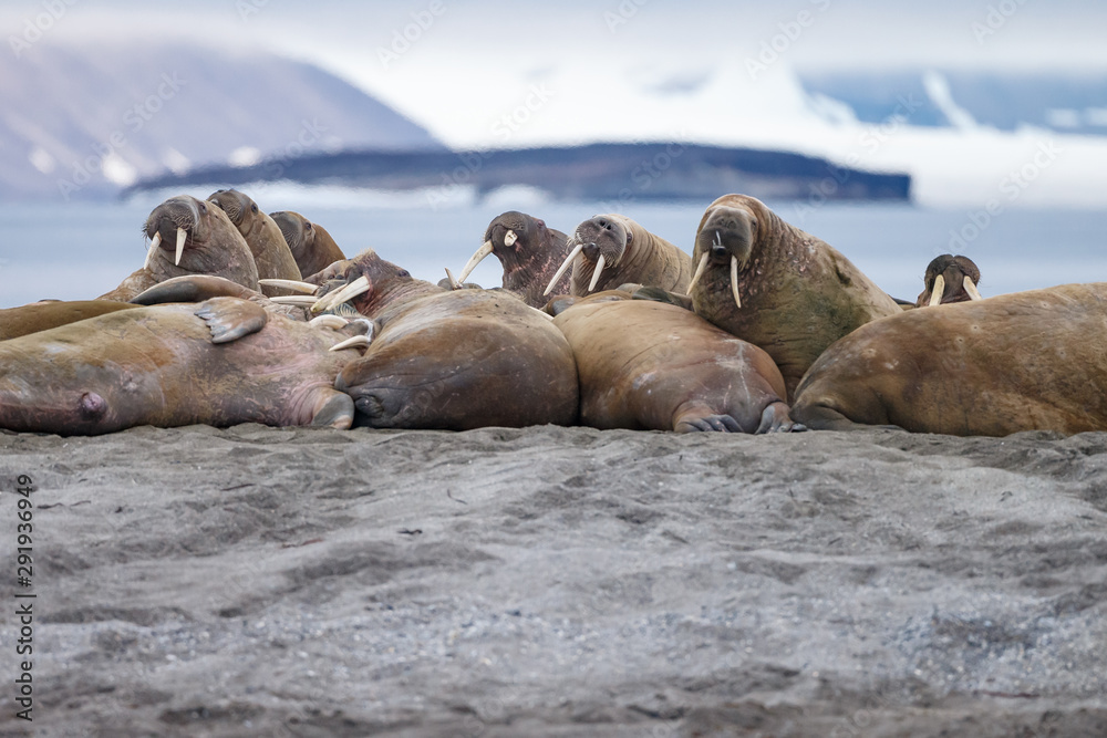 Fototapeta premium Walrus and walruses on ice or land at Spitsbergen