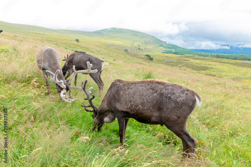 The Cairngorm Reindeer Herd is free-ranging herd of reindeer in the Cairngorm mountains in Scotland.