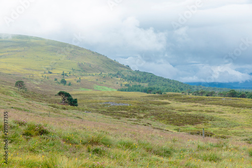 The Cairngorm Reindeer Herd area in the Cairngorm mountains in Scotland.