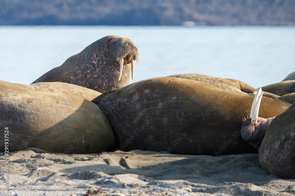 Fototapeta premium Walrus and walruses on ice or land at Spitsbergen