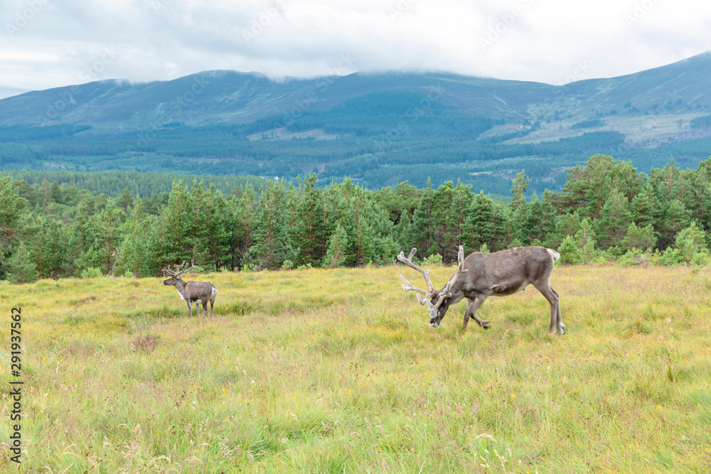 Fototapeta premium The Cairngorm Reindeer Herd is free-ranging herd of reindeer in the Cairngorm mountains in Scotland.