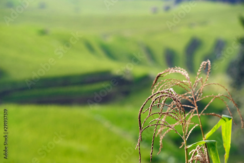 Close up of rice plant in the summer ready for harvest, in the foreground in focus, with a background of blurred, but easily recognizable green terrace fields in the Chinese countryside