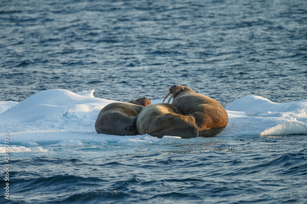 Naklejka premium Walrus and walruses on ice or land at Spitsbergen