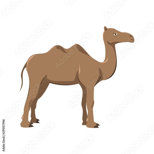 Camel Cartoon Illustration