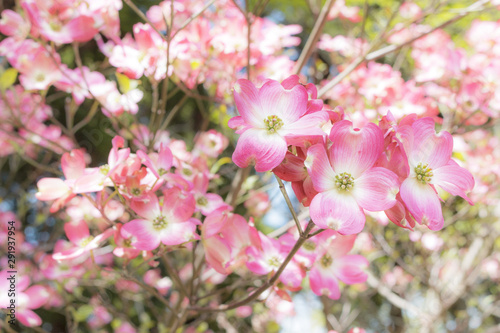 満開のハナミズキ