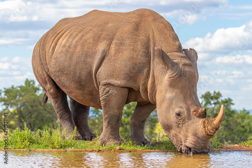Portrait of a white rhinoceros (Ceratotherium simum) drinking water, Welgevonden Game Reserve, South Africa.