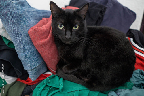 black cat sitting in a laundry basket