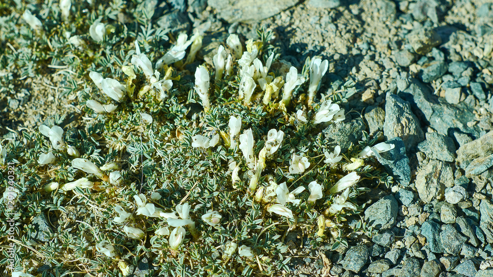 Mongolian Astragalus alaicus Mongolian Astragalus alaicus