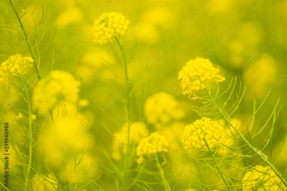 beautiful yellow flowers in meadow on bright sunny day