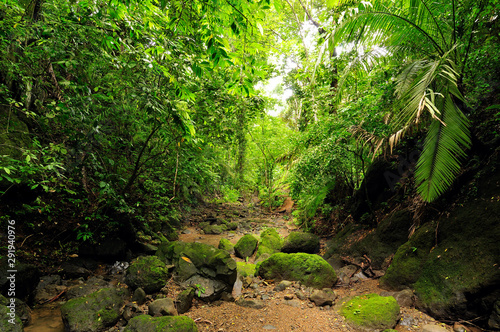 Wild Darien jungle near Colombia and Panama border. Central America. 