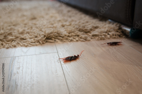 Dead cockroaches in an apartment house on the background of the sofa. Inside high-rise buildings. Fight with cockroaches in the apartment. Extermination.